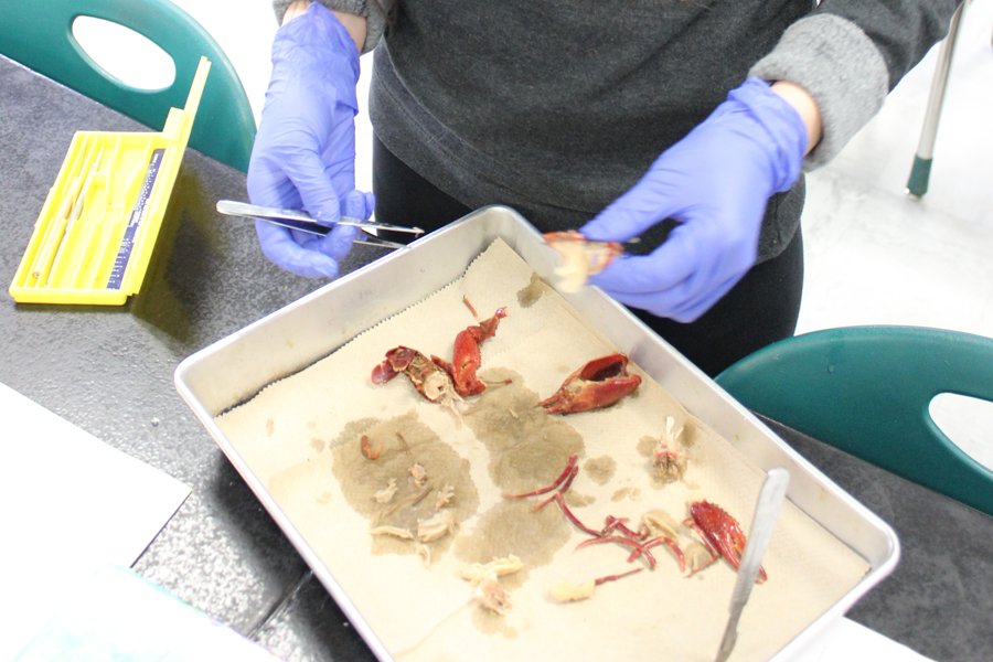Disect2