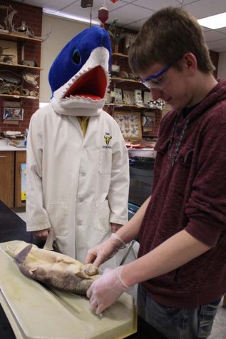 Biology 3-4 students explore complex systems of sharks and other organisms